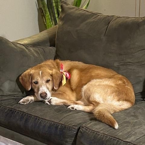 Enlarge Goldie, a ADOPTABLE mixed breed in Oswego, IL image 4/5