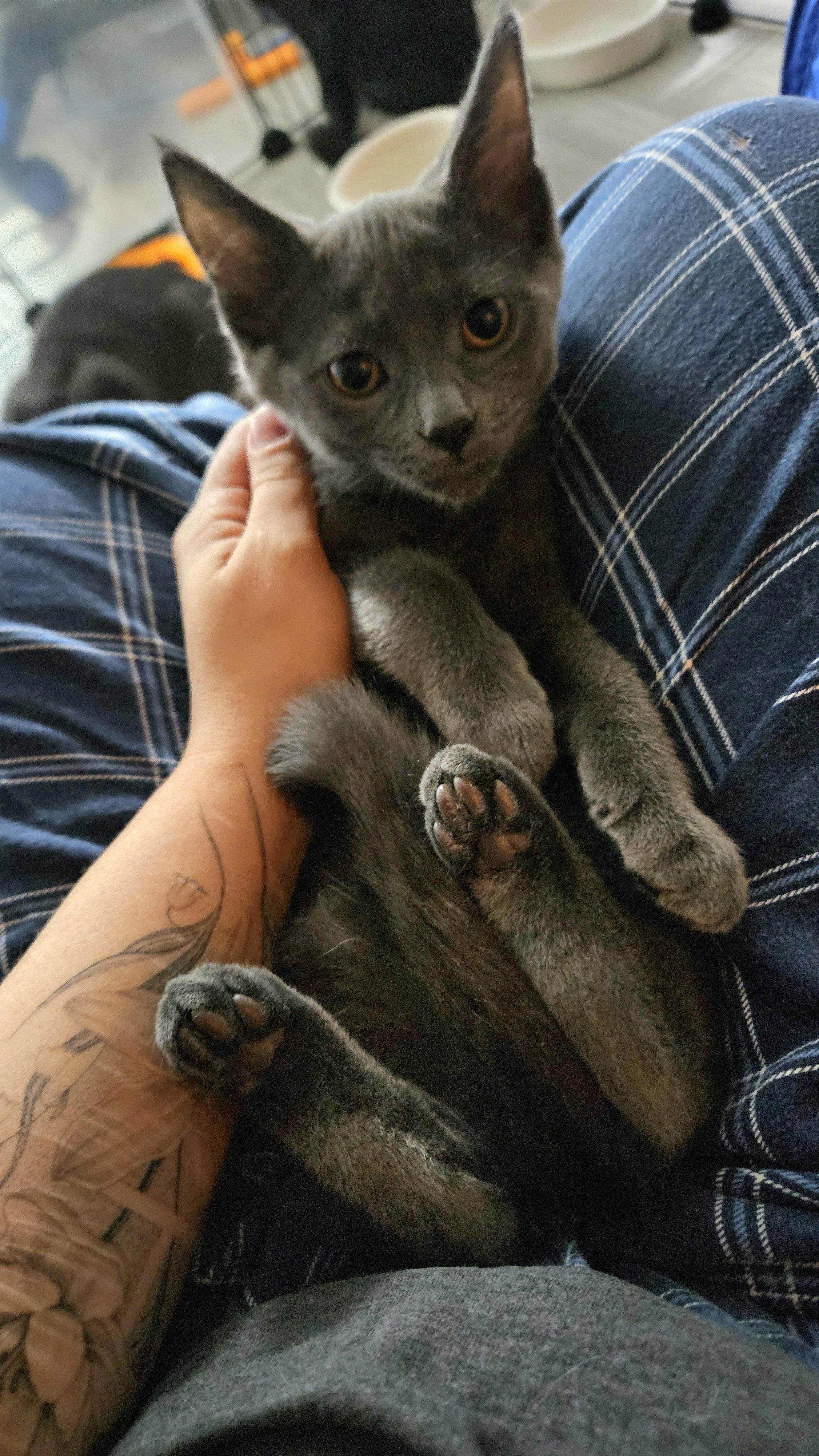 Enlarge Tatum (with Trinity), a ADOPTABLE Domestic Short Hair in Norwalk, CT image 2/3