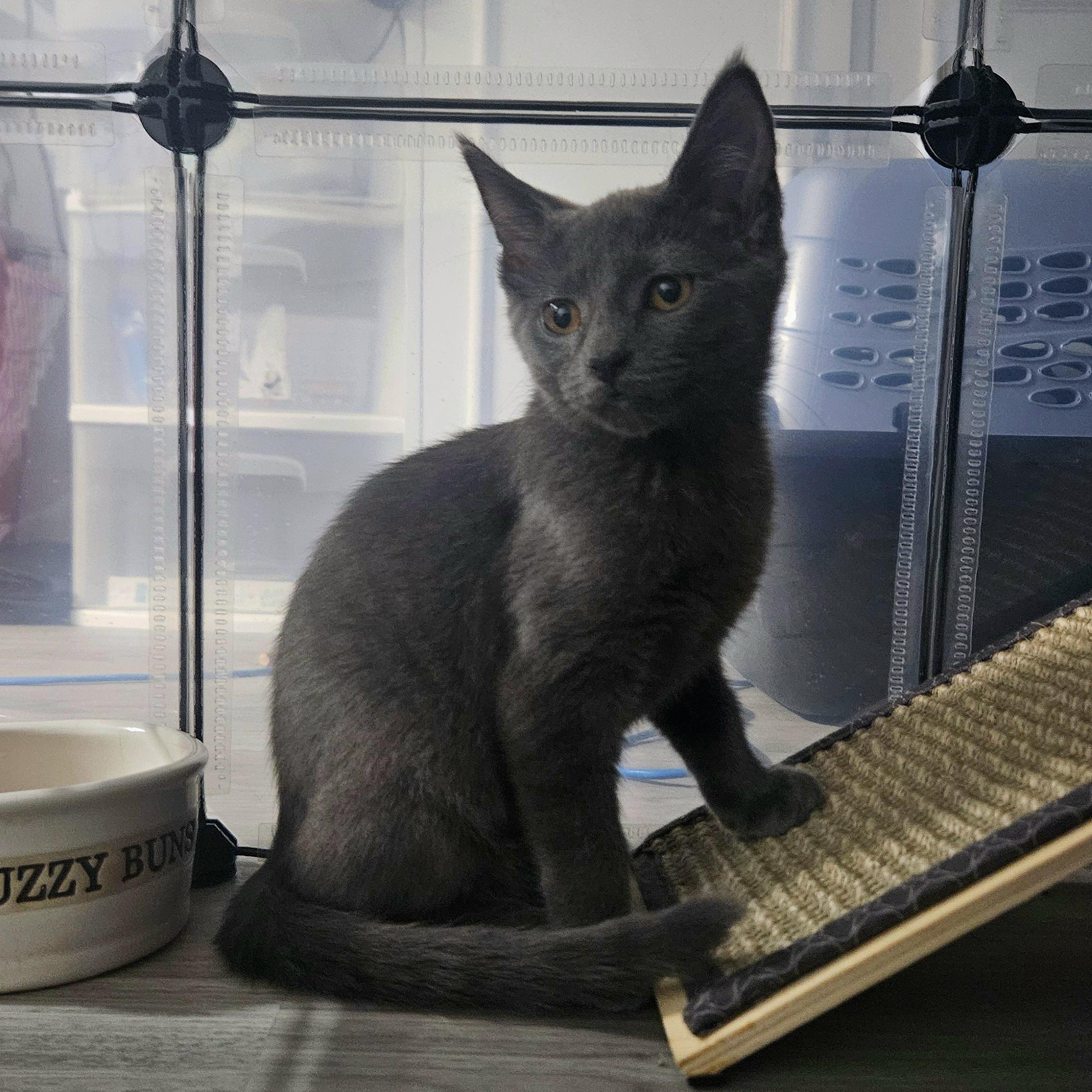 Enlarge Tatum (with Trinity), a ADOPTABLE Domestic Short Hair in Norwalk, CT image 1/3