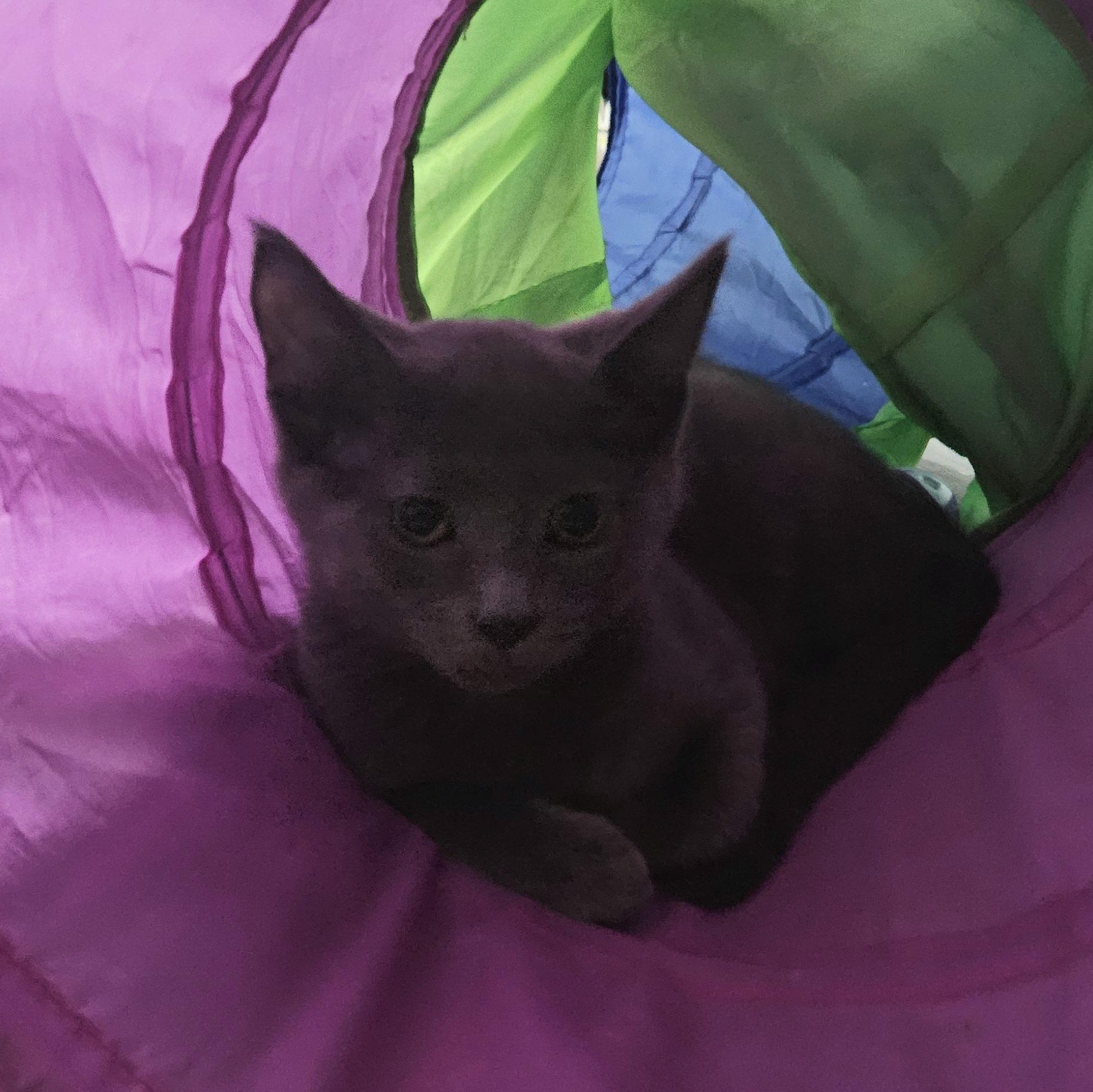 Enlarge Tatum (with Trinity), a ADOPTABLE Domestic Short Hair in Norwalk, CT image 3/3
