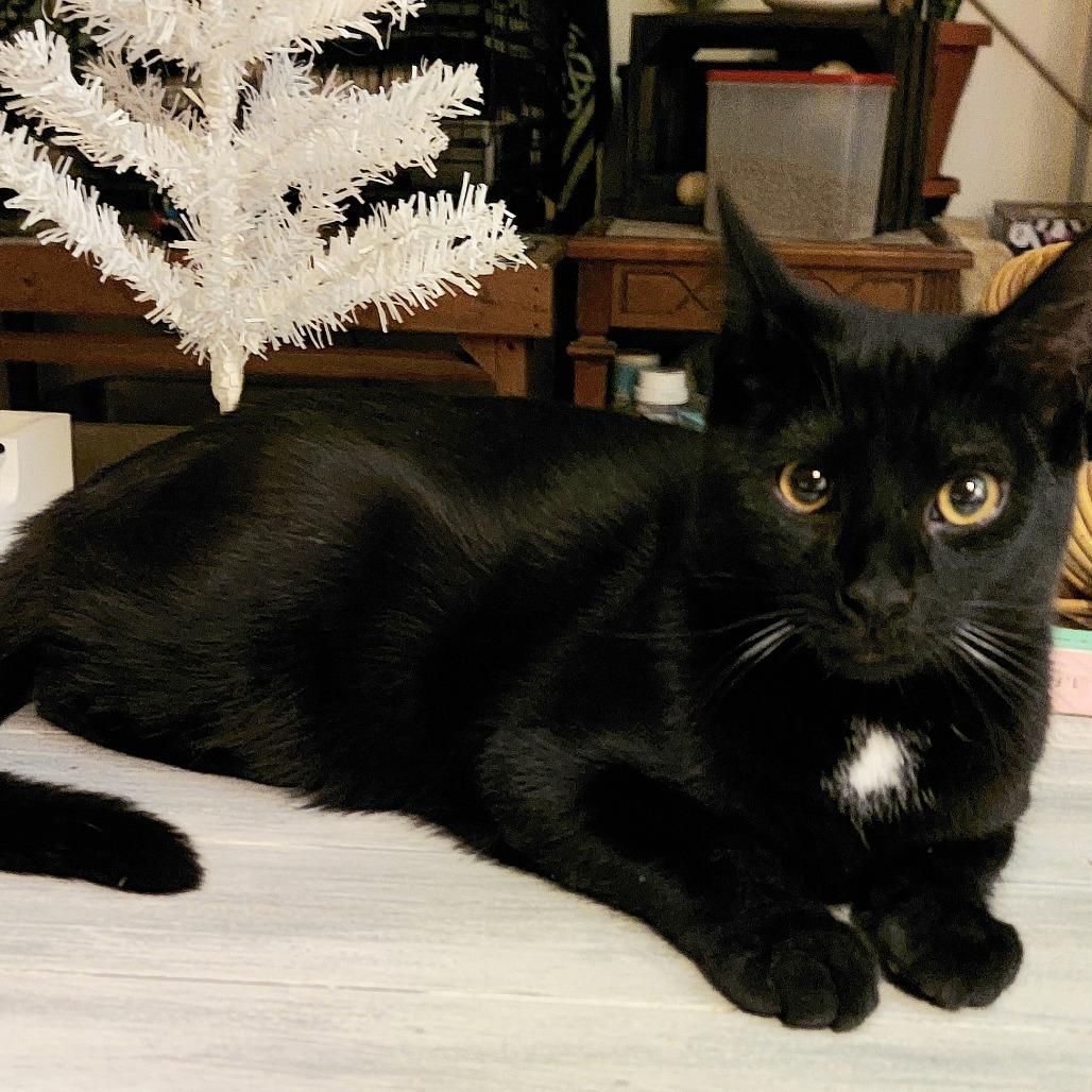 Enlarge Void, a Adoptable Domestic Short Hair in Ringtown, PA image 1/1