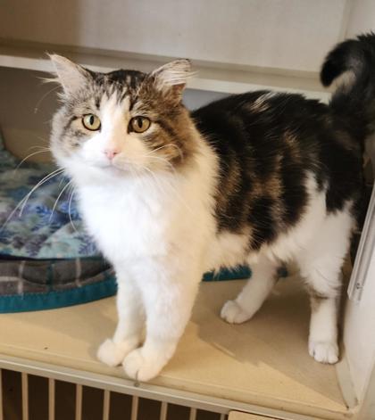 Big Daddy, ADOPTABLE, Adult Male Domestic Long Hair & Tabby.
