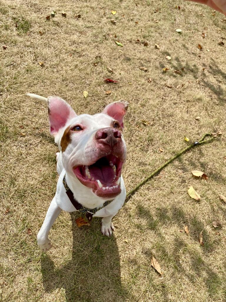 TODD, Adoptable, Adult Male Terrier.