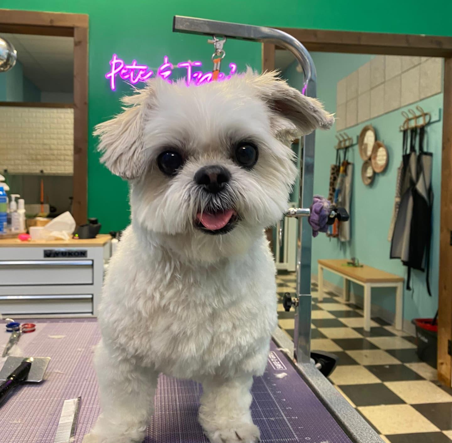 Enlarge Saki, a Adoptable Shih Tzu in Miami, FL image 1/6