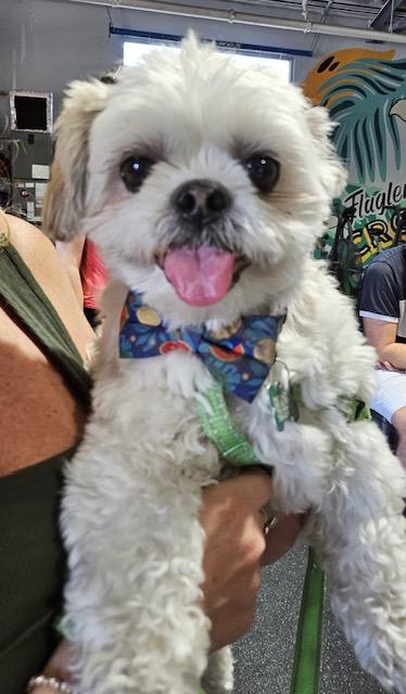 Enlarge Saki, a Adoptable Shih Tzu in Miami, FL image 2/6