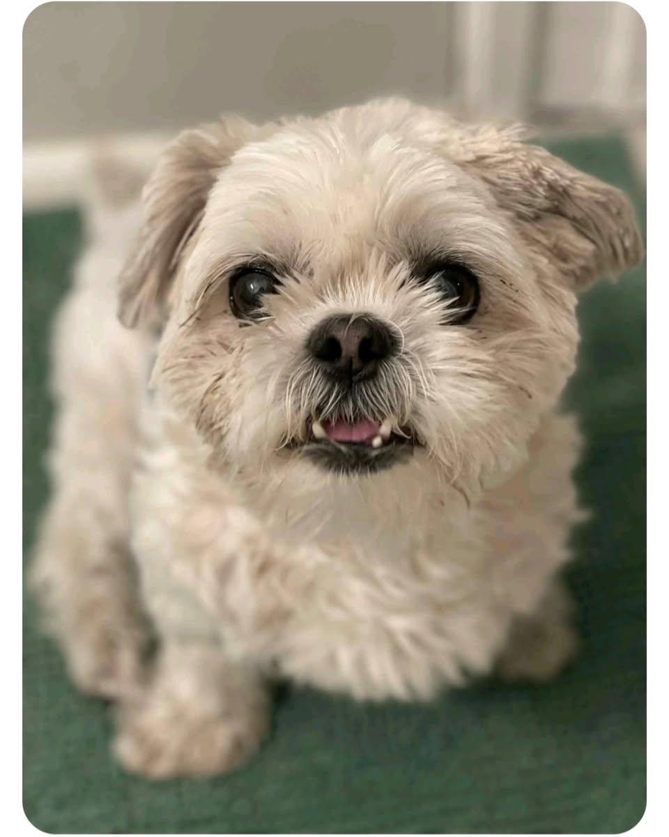 Enlarge Saki, a Adoptable Shih Tzu in Miami, FL image 5/6