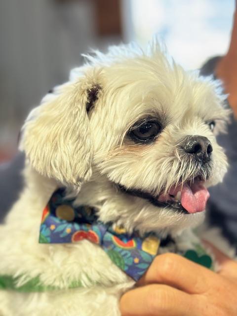 Enlarge Saki, a Adoptable Shih Tzu in Miami, FL image 3/6
