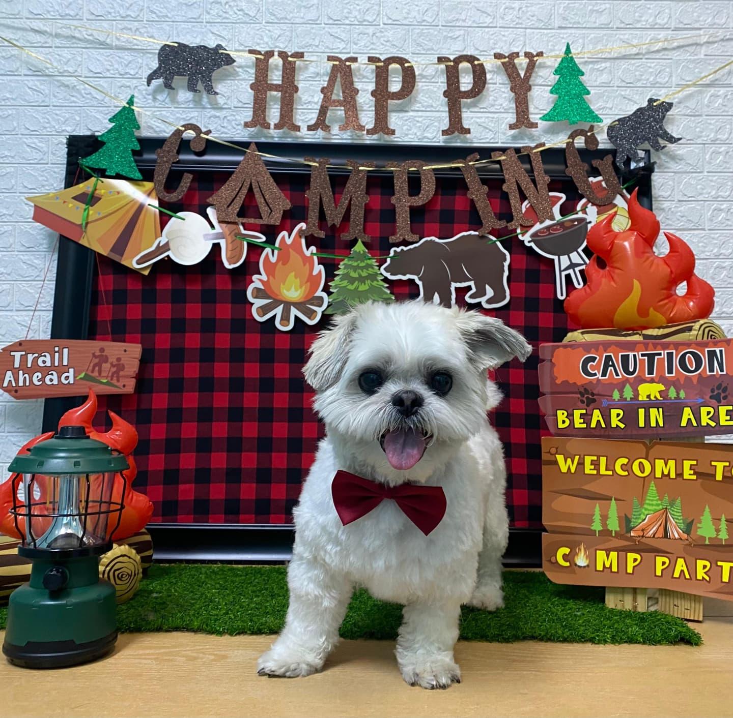 Enlarge Saki, a Adoptable Shih Tzu in Miami, FL image 4/6