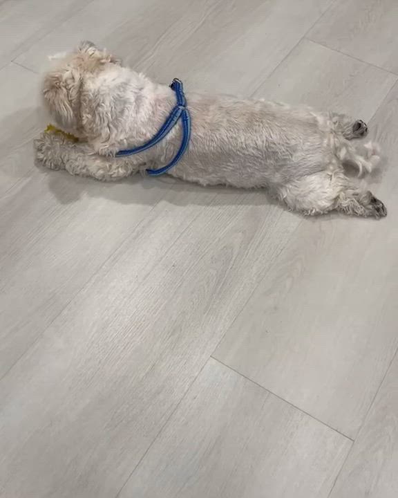 Enlarge Saki, a Adoptable Shih Tzu in Miami, FL video 6/6