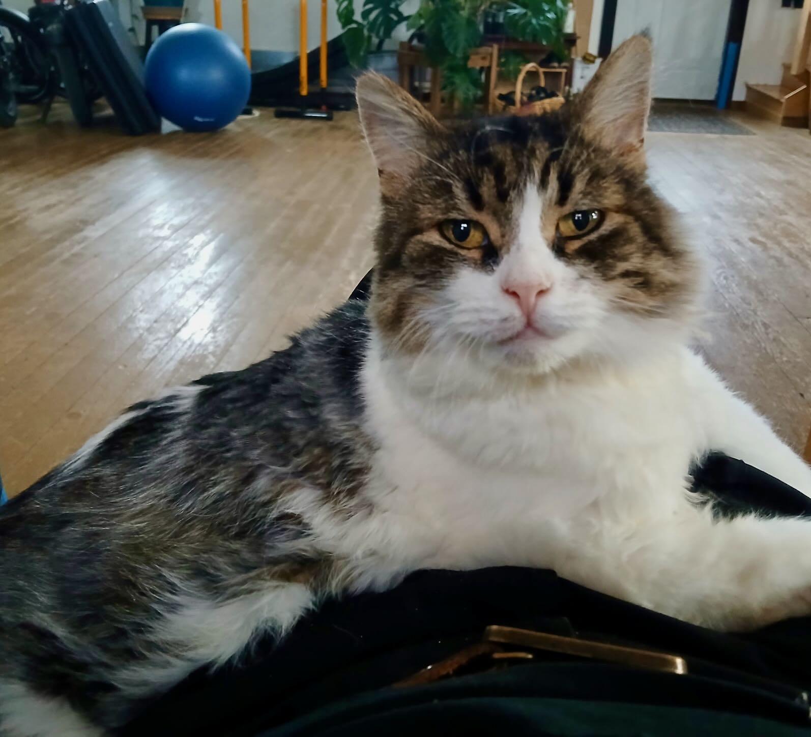 Mimi, Adoptable, Adult Female Tabby & Domestic Long Hair.