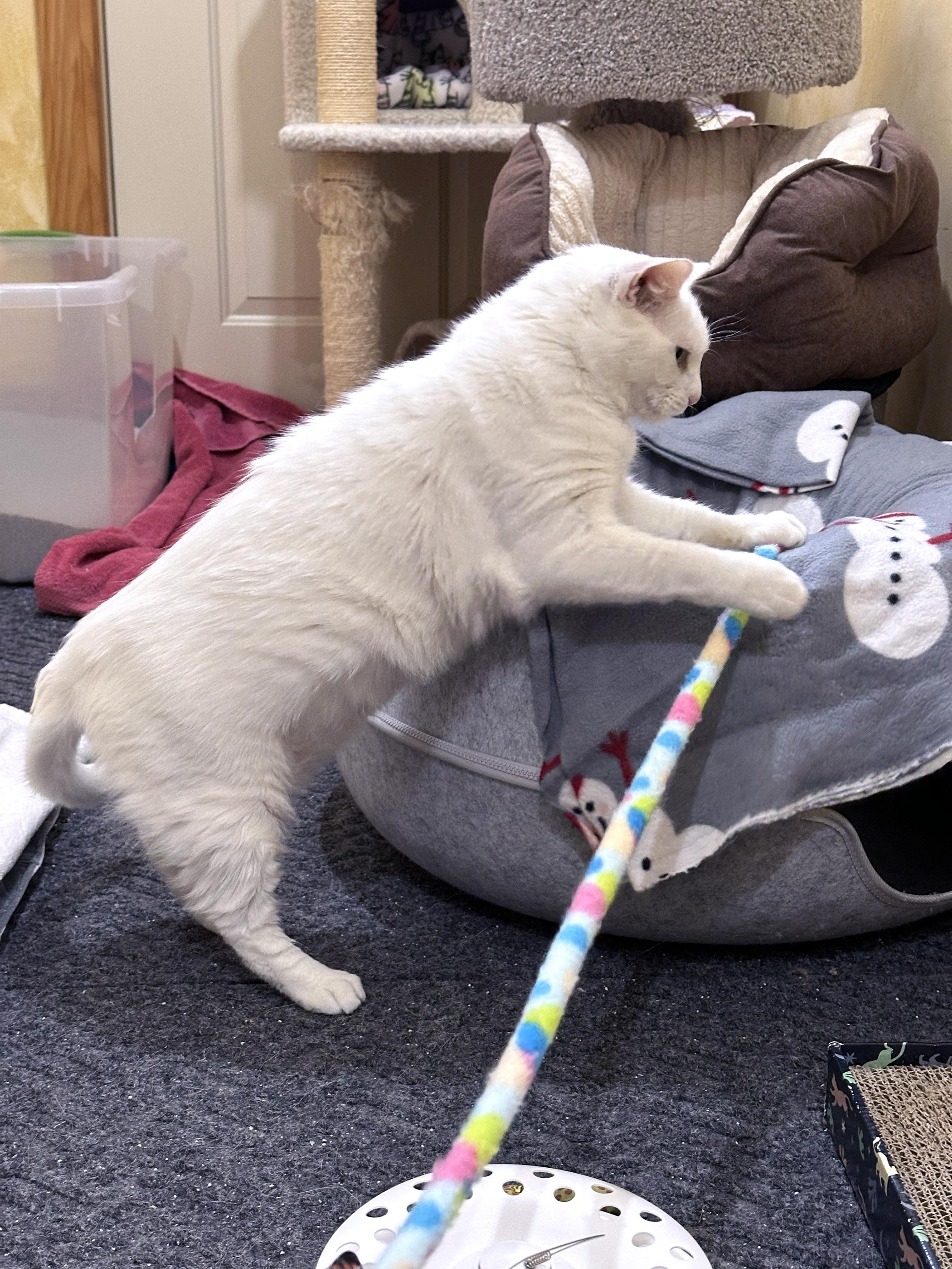 Enlarge Cloud, a Adoptable Domestic Short Hair in Crystal Lake, IL image 3/5