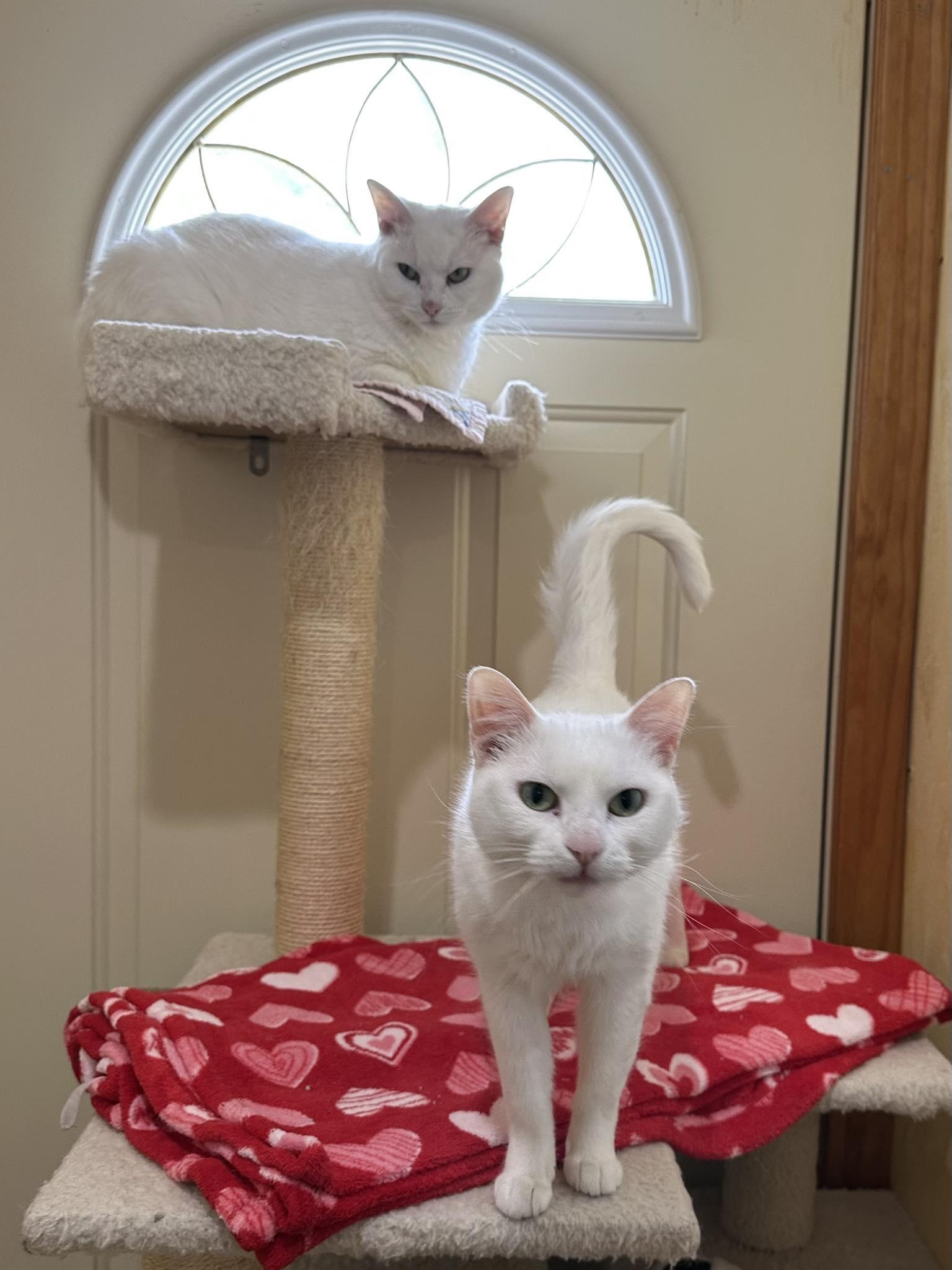 Enlarge Cloud, a Adoptable Domestic Short Hair in Crystal Lake, IL image 2/5