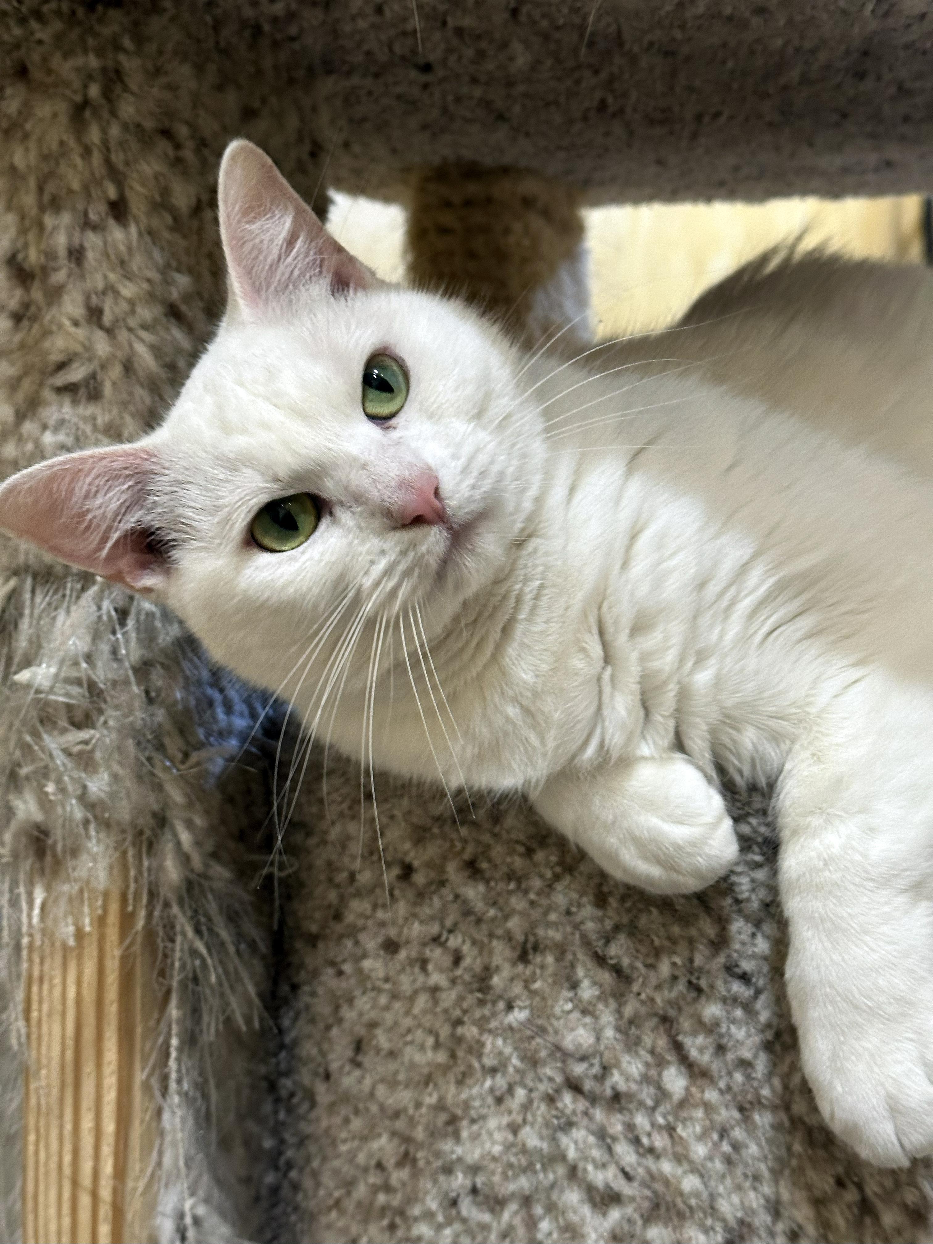 Enlarge Cloud, a Adoptable Domestic Short Hair in Crystal Lake, IL image 4/5