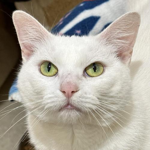 Cloud, Adoptable, Adult Female Domestic Short Hair.