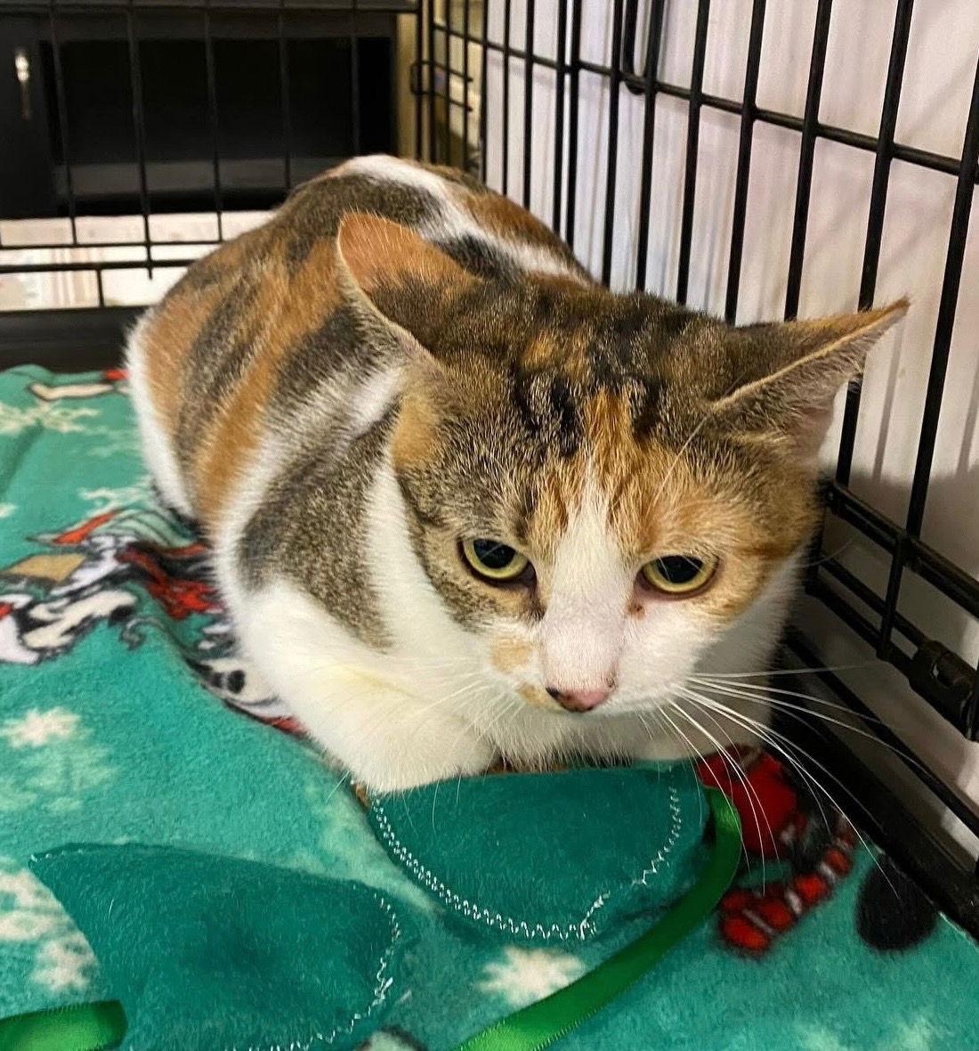 Enlarge Beatrix, a Adoptable Domestic Short Hair in Oviedo, FL image 1/3