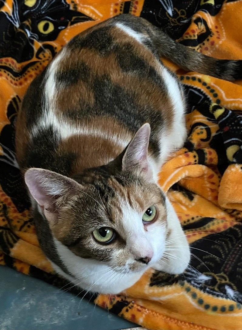 Enlarge Beatrix, a Adoptable Domestic Short Hair in Oviedo, FL image 2/3