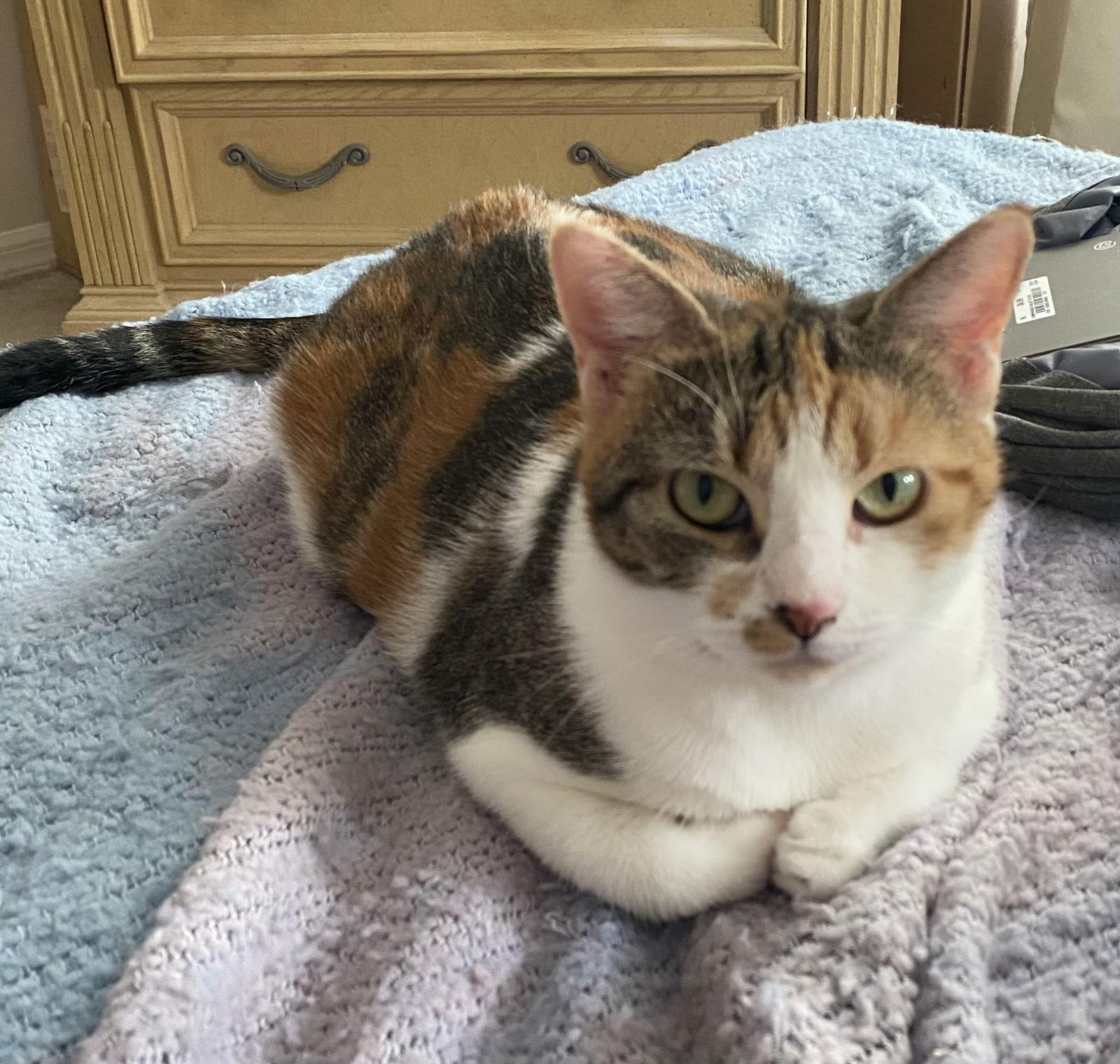 Enlarge Beatrix, a Adoptable Domestic Short Hair in Oviedo, FL image 3/3