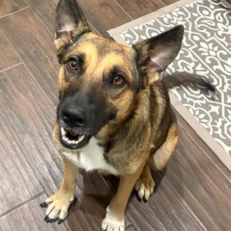 Enlarge Eden, a Adoptable mixed breed in Bend, OR image 5/6