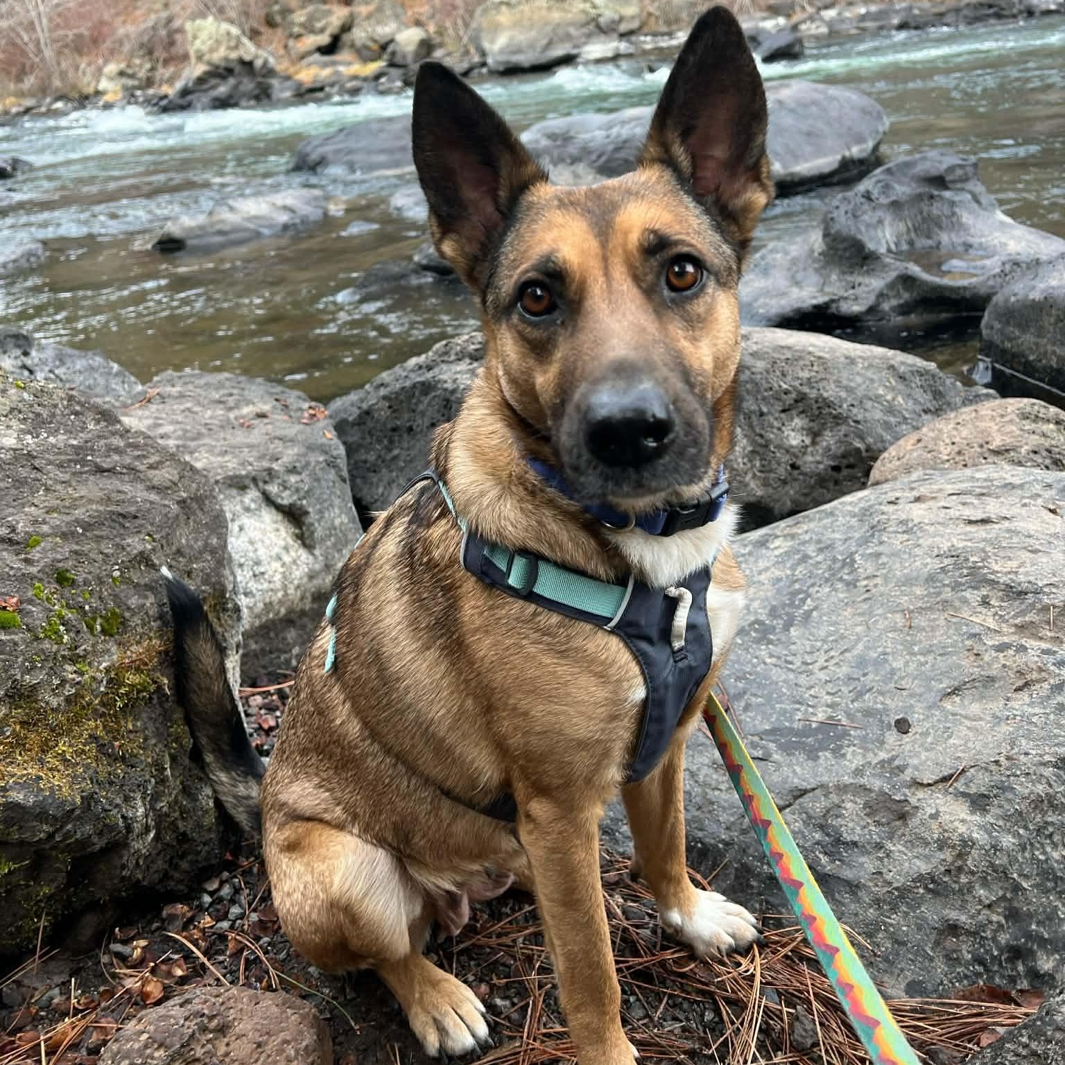 Enlarge Eden, a Adoptable mixed breed in Bend, OR image 1/6
