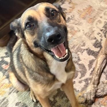 Enlarge Eden, a Adoptable mixed breed in Bend, OR image 4/6