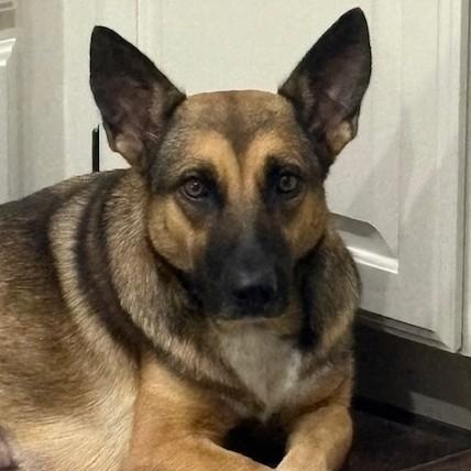 Enlarge Eden, a Adoptable mixed breed in Bend, OR image 6/6