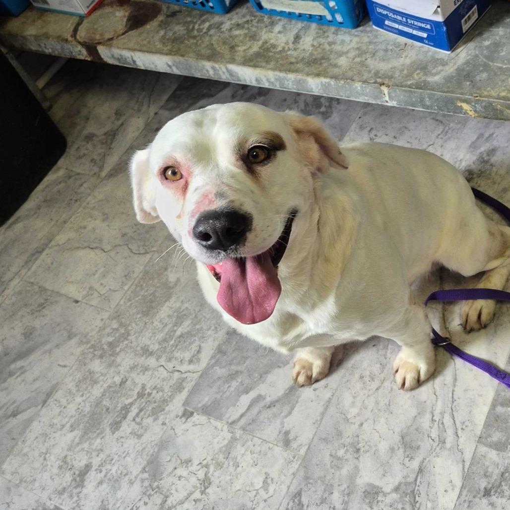 Enlarge Zane, a Adoptable Mixed Breed in Oak Hill, WV image 1/1