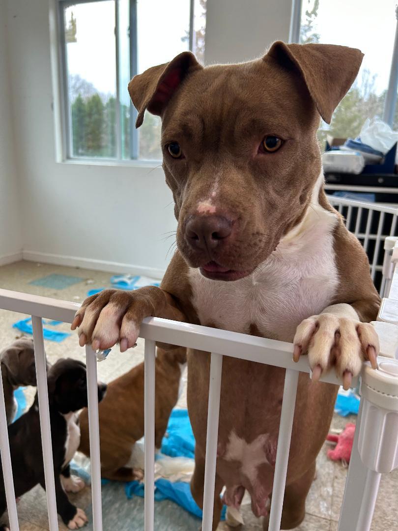 Enlarge Chocolate, a ADOPTABLE Mixed Breed in Lancaster, SC image 1/1