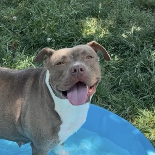 Enlarge Chocolate, a ADOPTABLE mixed breed in Lancaster, SC image 1/1