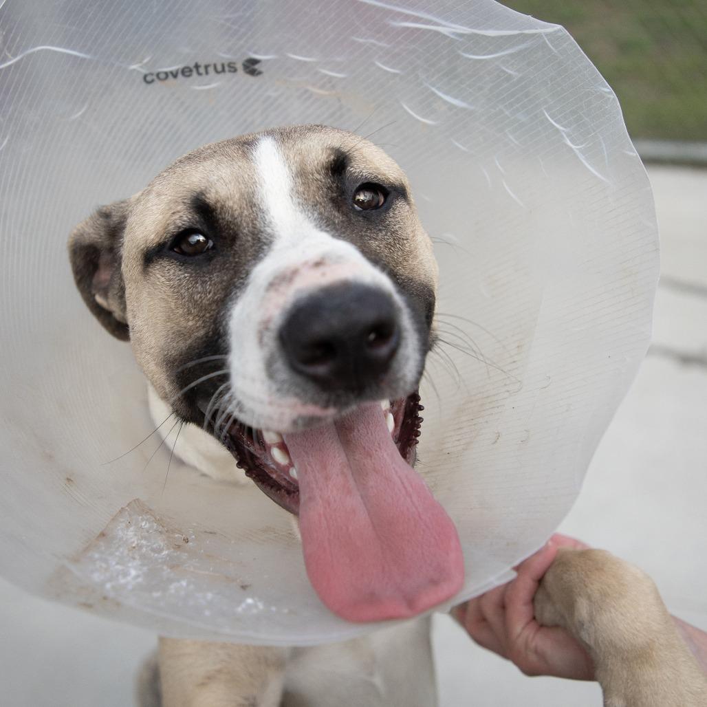 Dos, Adoptable, Young Male Mixed Breed.