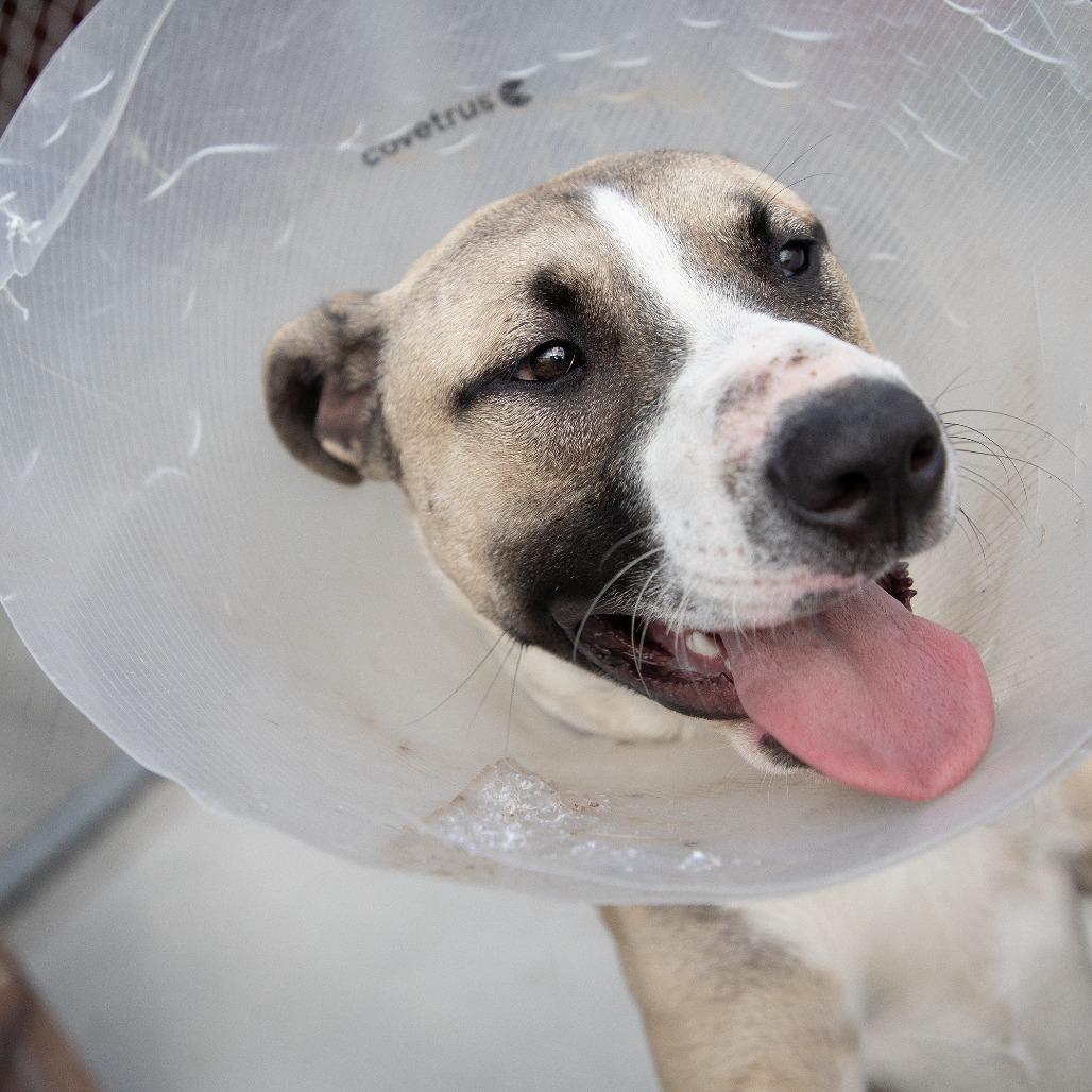 Enlarge Dos, a Adoptable Mixed Breed in Saint Cloud, MN image 2/4