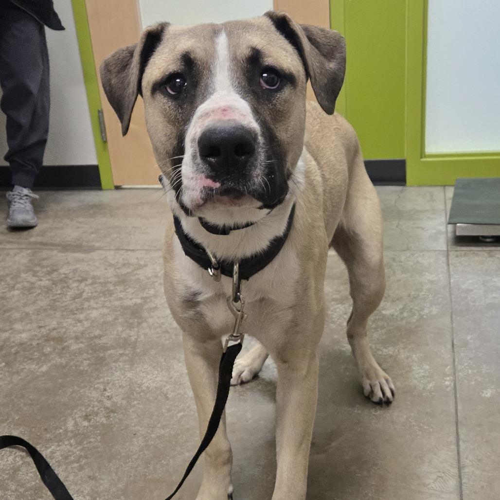 Enlarge Dos, a Adoptable Mixed Breed in Saint Cloud, MN image 3/4