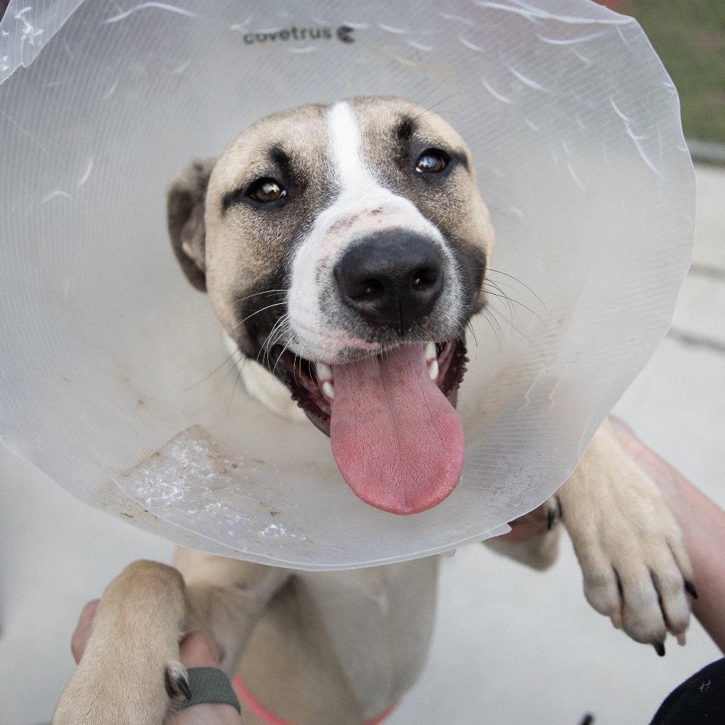 Enlarge Dos, a Adoptable Mixed Breed in Saint Cloud, MN image 4/4
