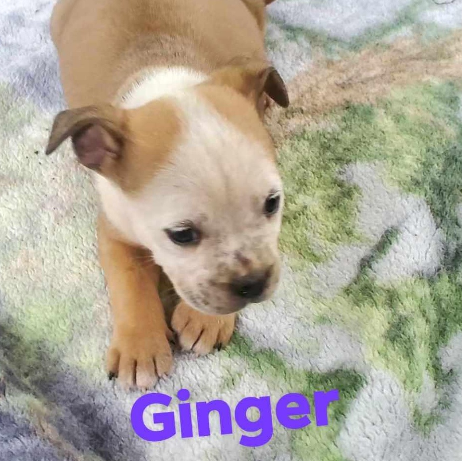 Ginger, an adoptable Australian Cattle Dog / Blue Heeler in Sagle, ID, 83860 | Photo Image 4