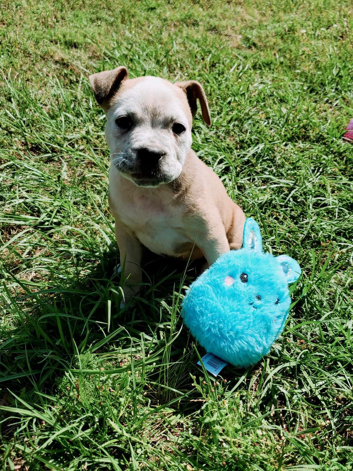 Ginger, an adoptable Australian Cattle Dog / Blue Heeler in Sagle, ID, 83860 | Photo Image 3