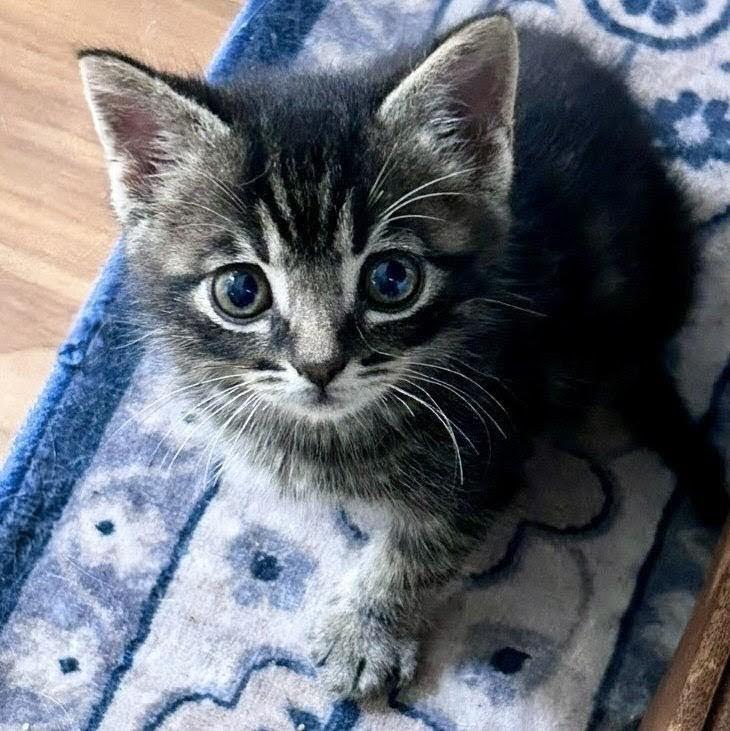 Mouse, Adoptable, Kitten Male Domestic Short Hair.
