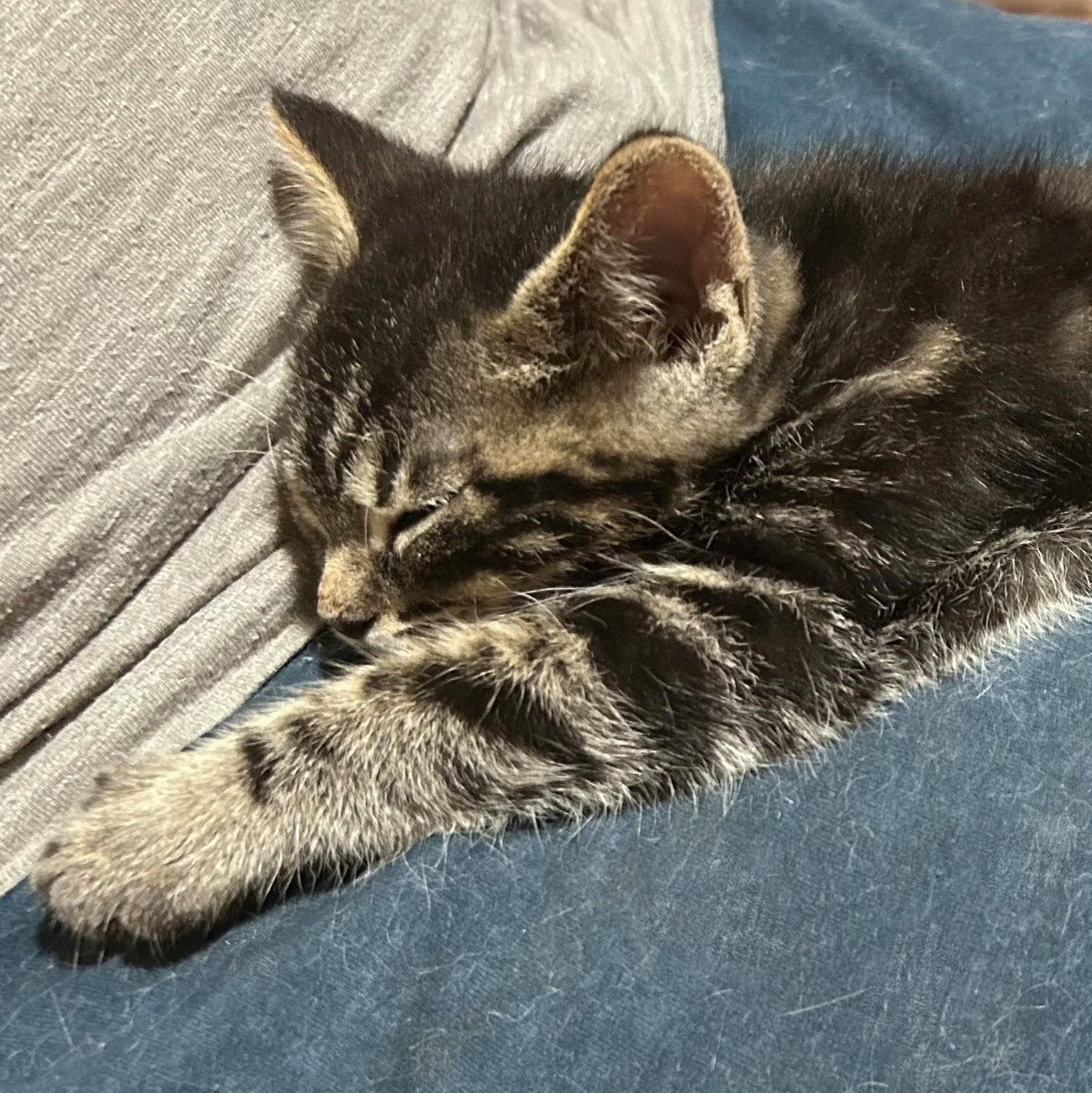 Mouse, a Adoptable Domestic Short Hair in Wilsonville, OR image 3/3