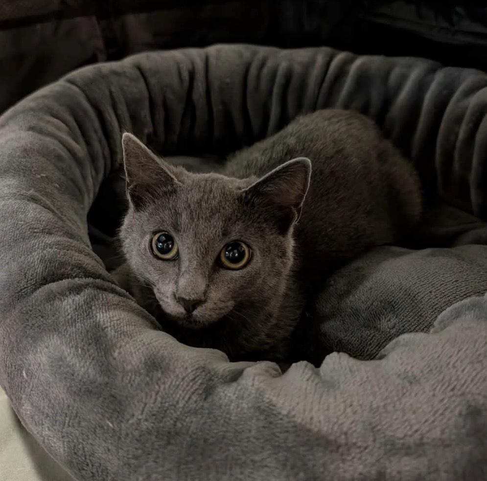 Aria Grifols, Adoptable, Kitten Female Domestic Short Hair & Russian Blue.