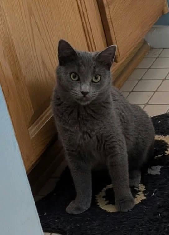 Enlarge Aria Grifols, a Adoptable mixed breed in Poplar Grove, IL image 4/6