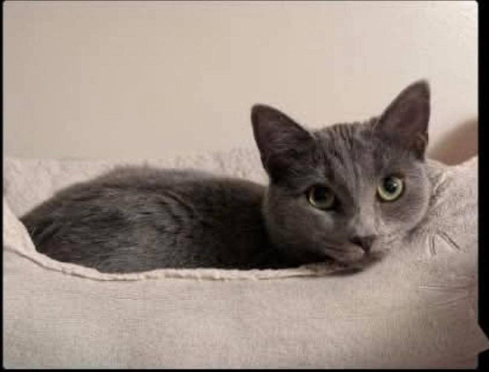 Enlarge Aria Grifols, a Adoptable mixed breed in Poplar Grove, IL image 5/6