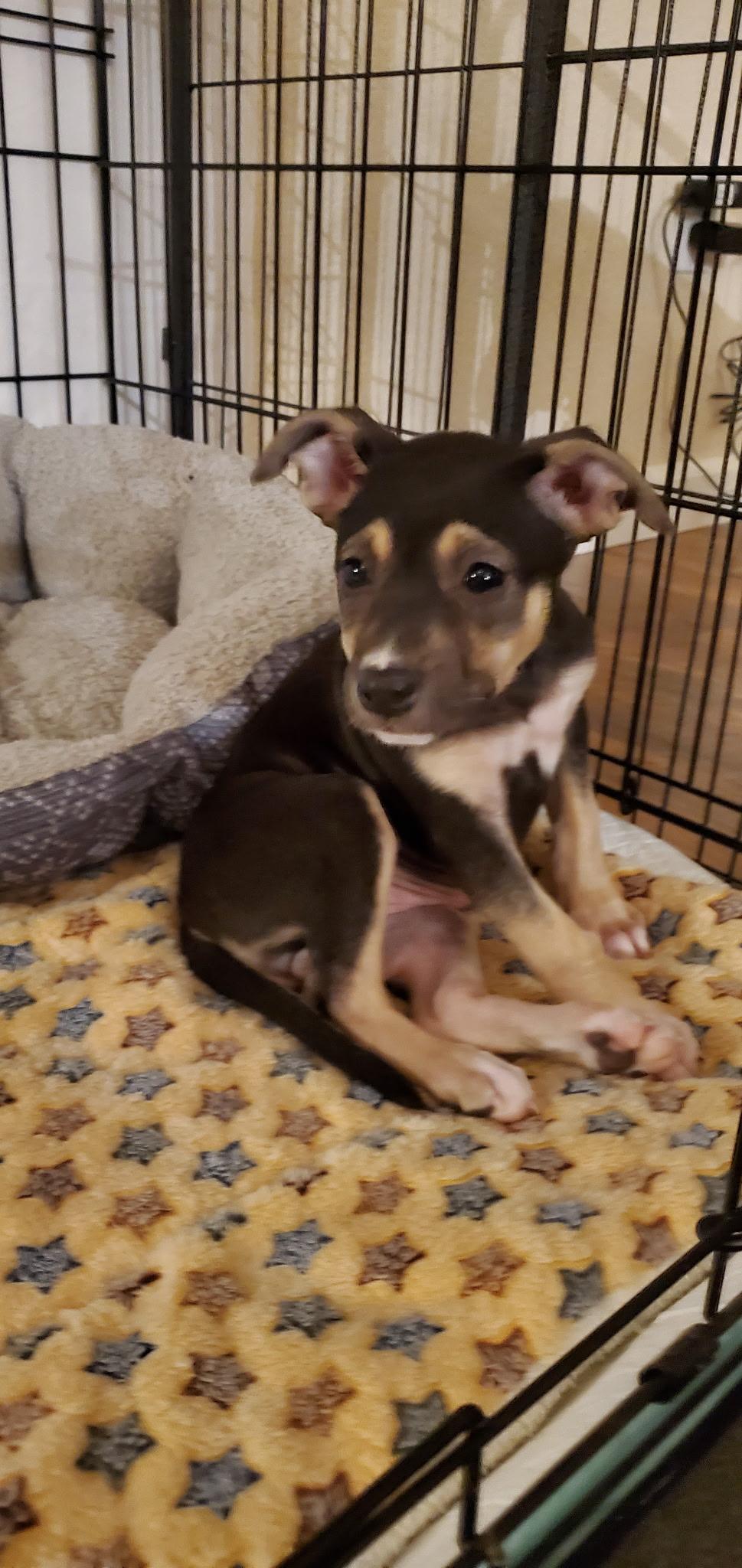 Wubz, Adoptable, Puppy Female German Shepherd Dog.