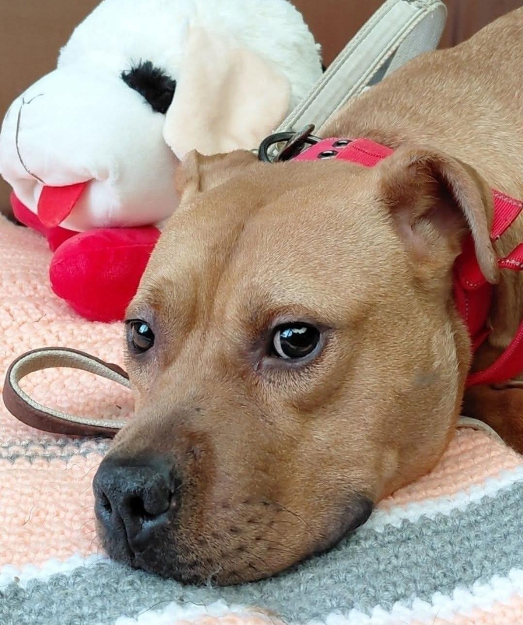 LITTLE RICKY, a Adoptable mixed breed image 3/4