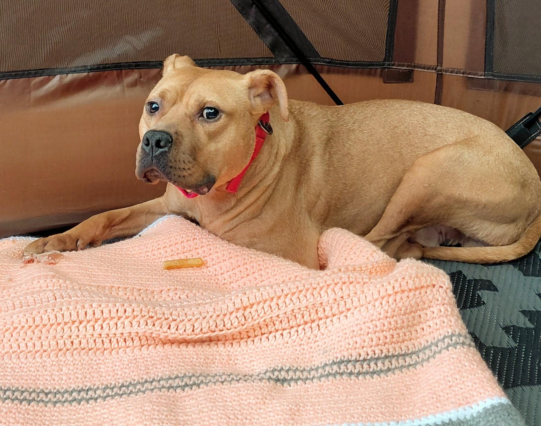 LITTLE RICKY, a Adoptable mixed breed image 4/4