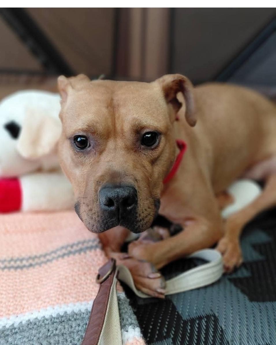 LITTLE RICKY, a Adoptable mixed breed image 2/4