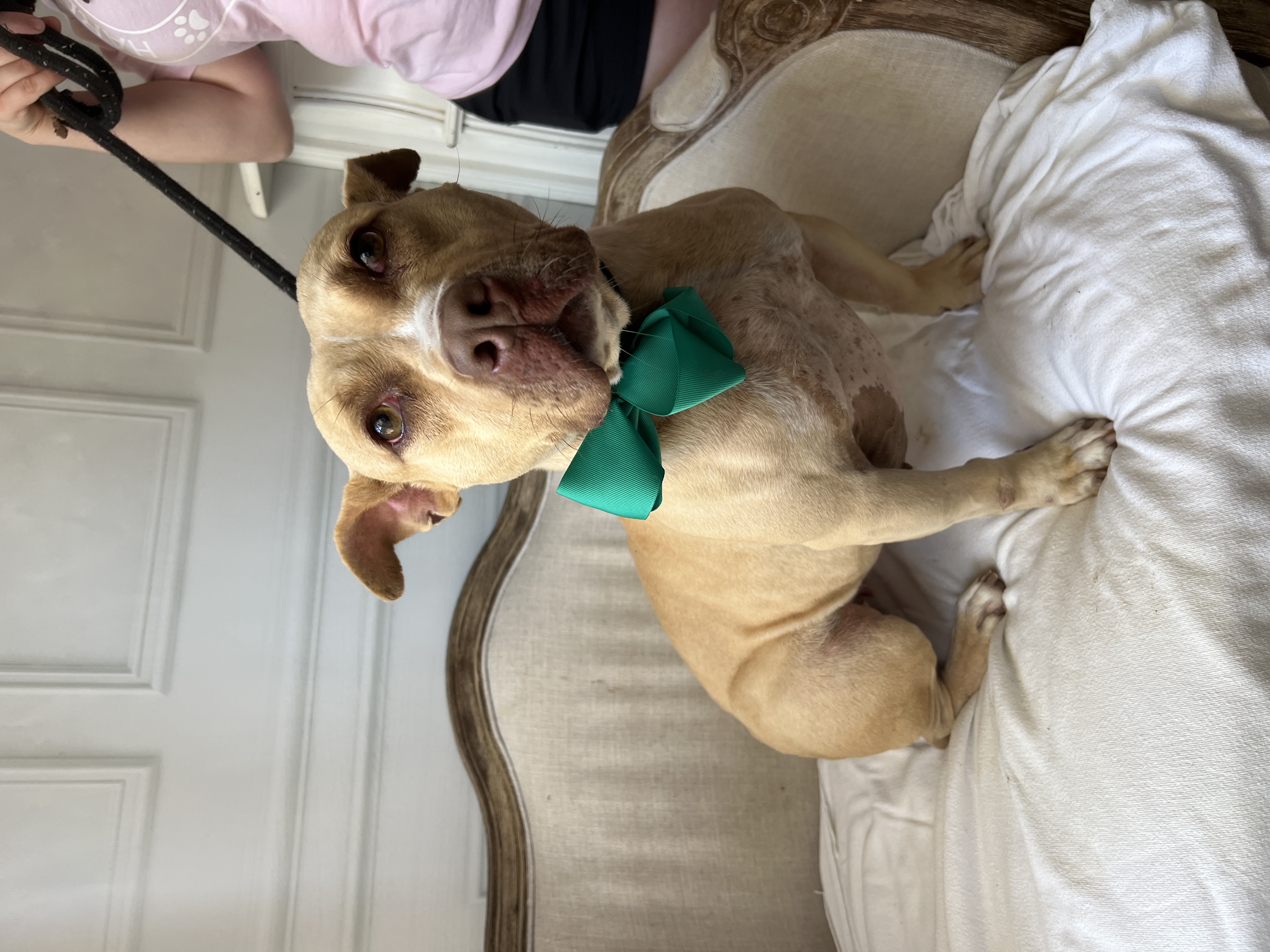 Swazie, a Adoptable mixed breed in Bolivar, TN image 2/4