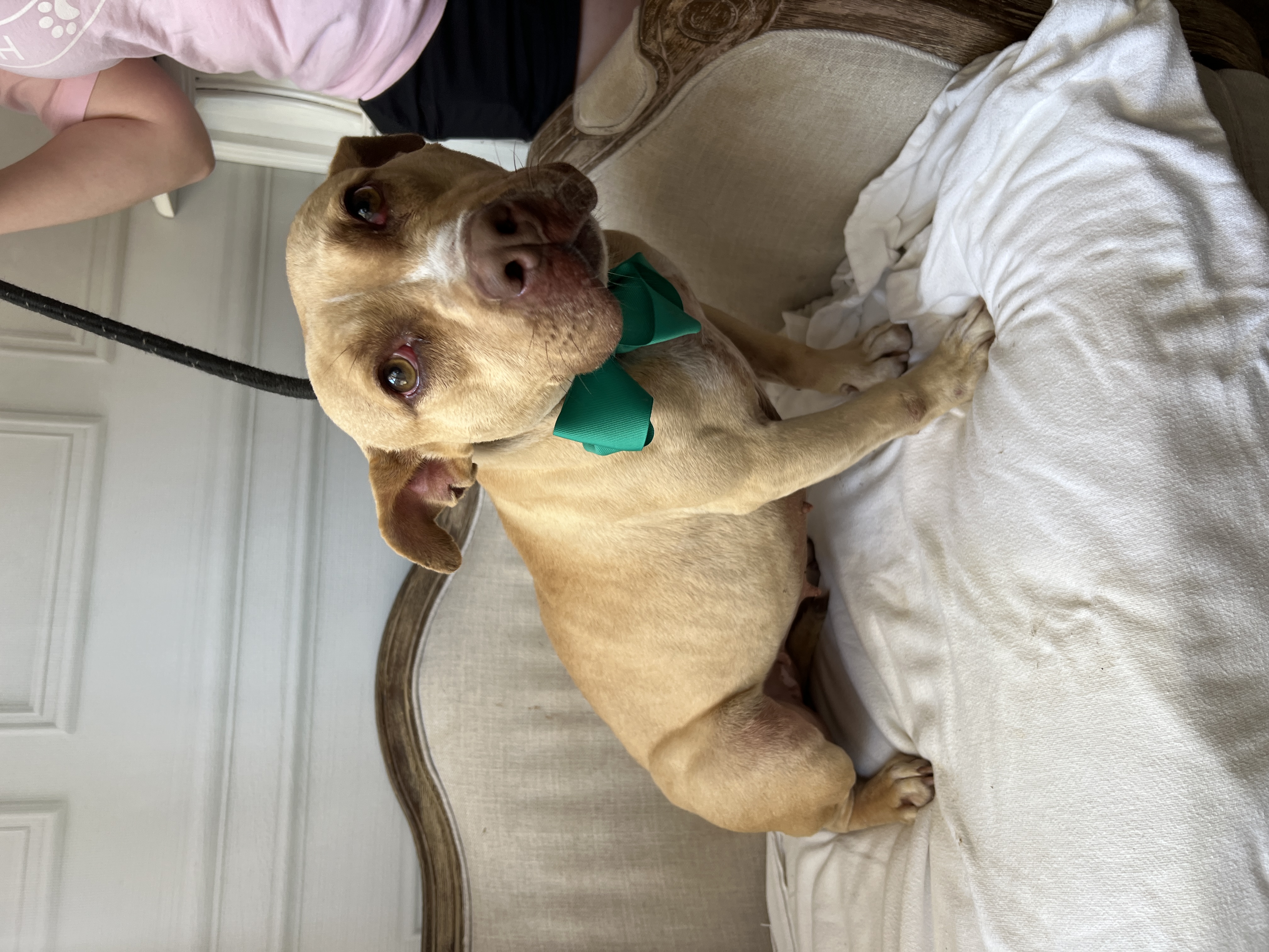 Swazie, a Adoptable mixed breed in Bolivar, TN image 4/4