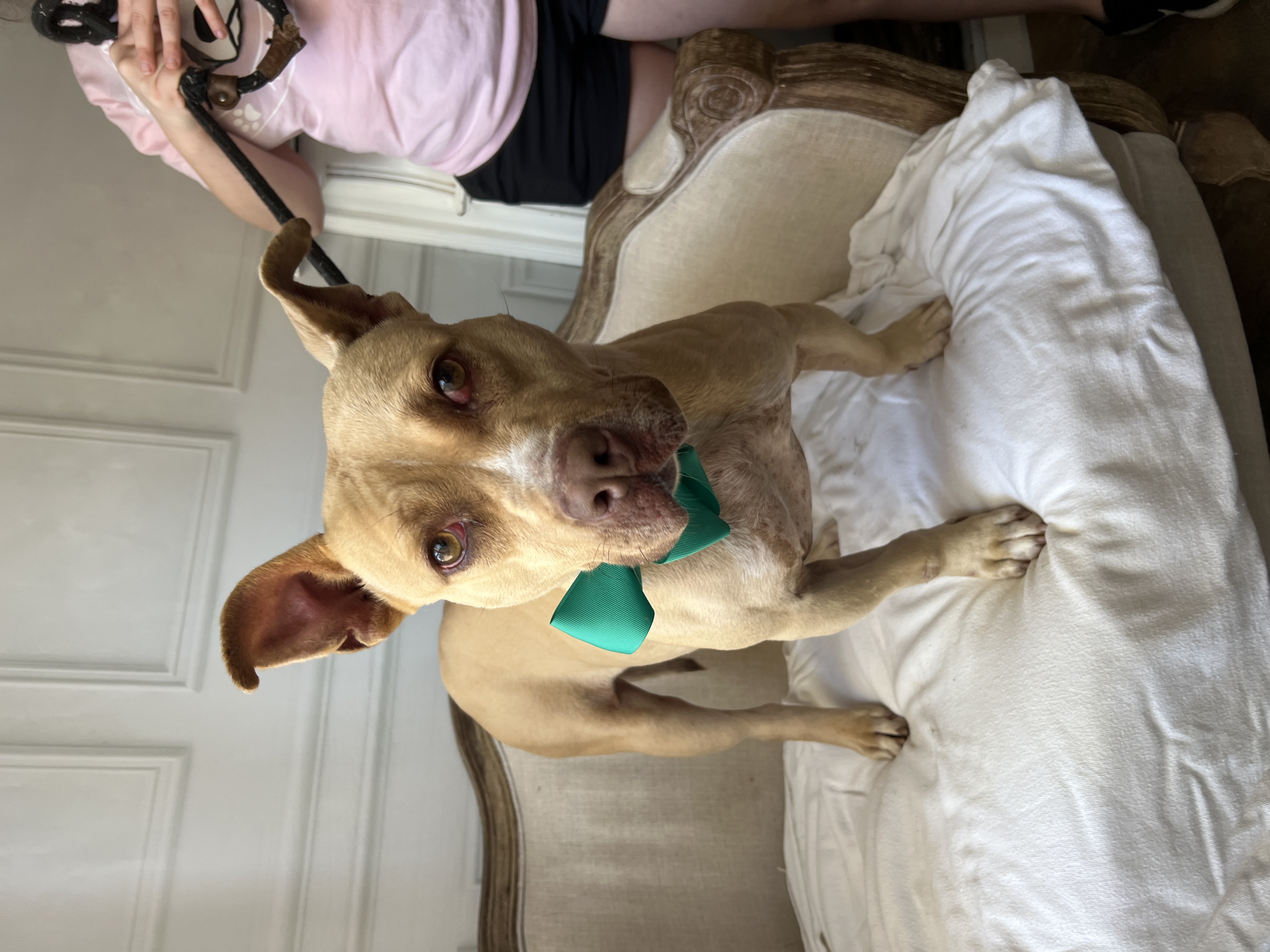 Swazie, a Adoptable mixed breed in Bolivar, TN image 1/4