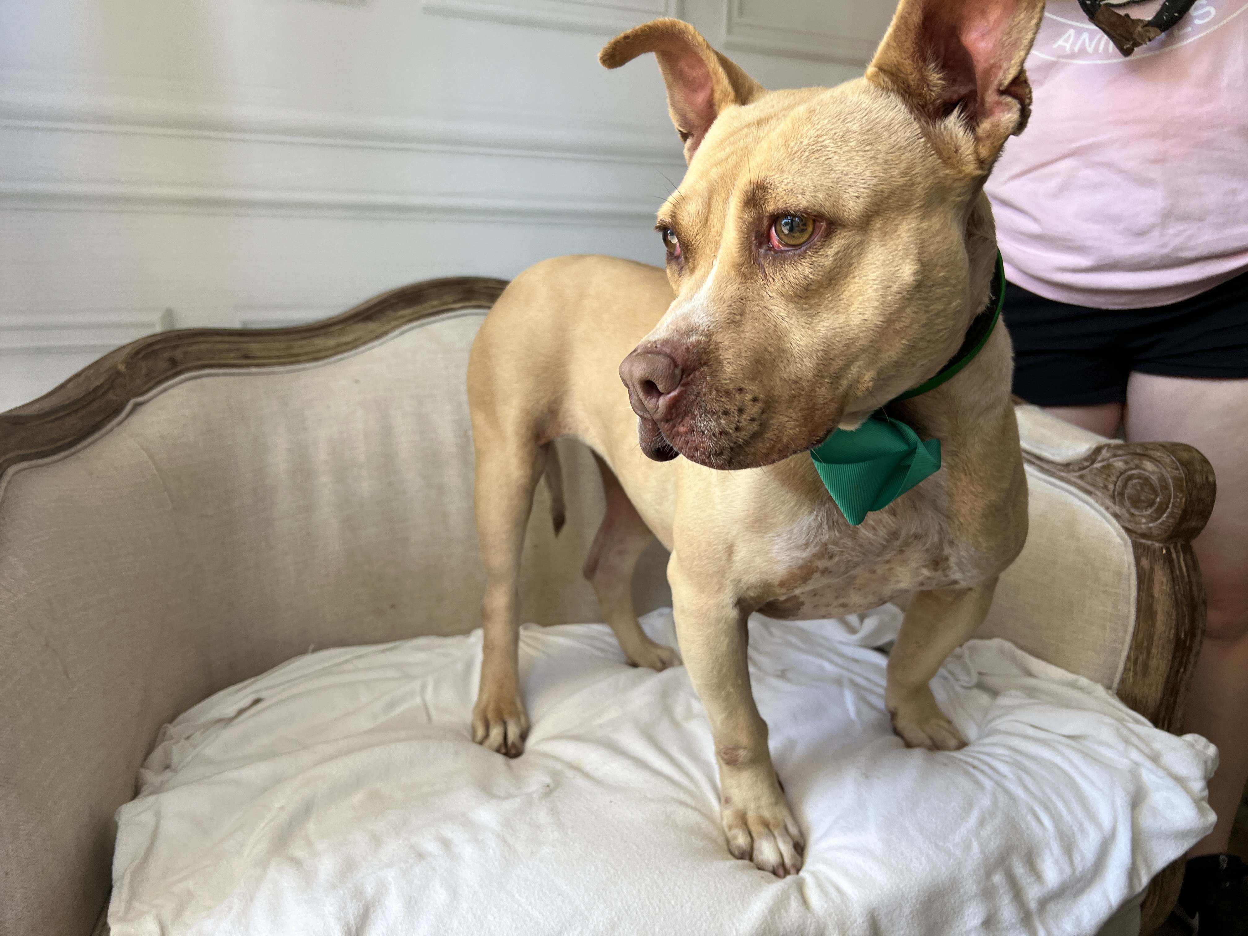 Swazie, a Adoptable mixed breed in Bolivar, TN image 3/4