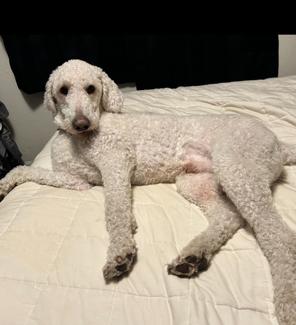 Sullivan, a ADOPTABLE mixed breed in Kellogg, ID image 3/4