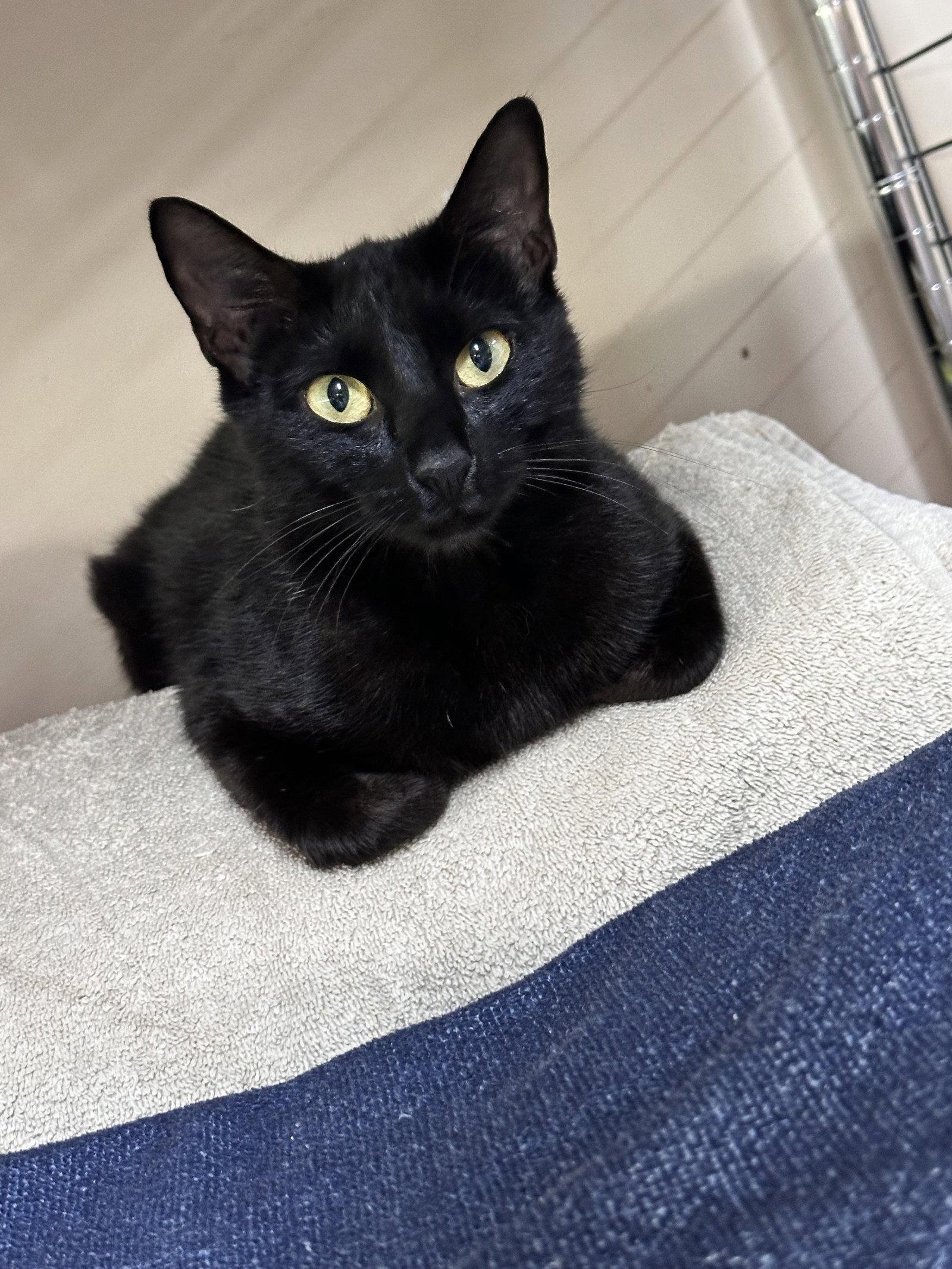 Royal Moon, Adoptable, Adult Female Domestic Short Hair.