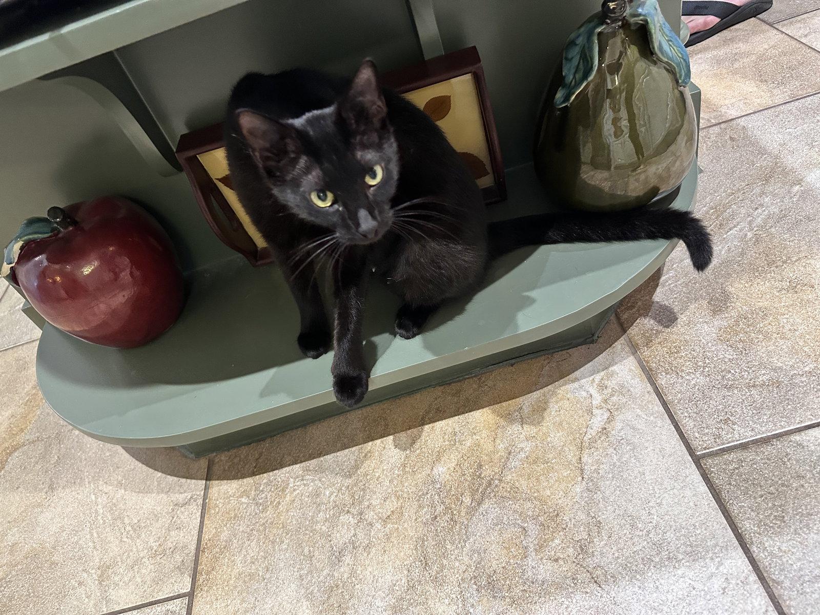 Royal Moon, a Adoptable Domestic Short Hair in Rosenberg, TX image 2/3